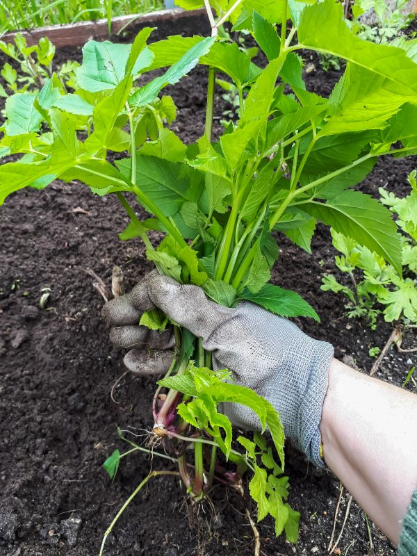 Invasive Plant Management Service