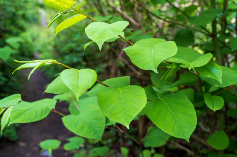 Invasive Plant Management