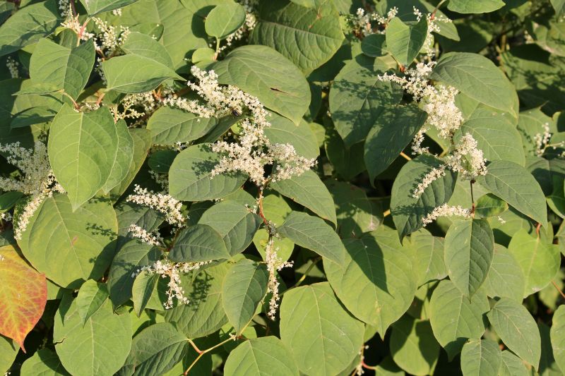 Invasive Plant Management