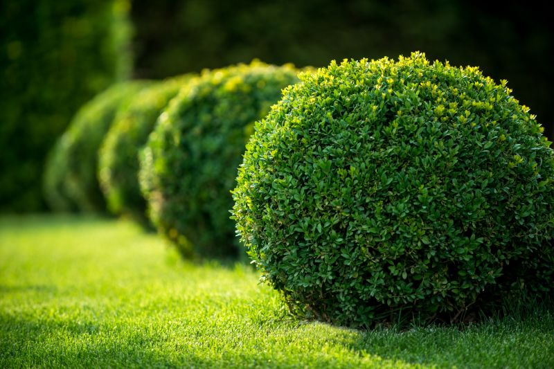 Trimmed Shrubs in Front Yard